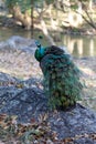 Peacock standing on the rocks Royalty Free Stock Photo