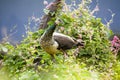 Peacock standing on the rooftop looking around the natures beauty like cloud,plant,small creeps and pink flowers