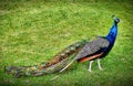 Peacock Standing