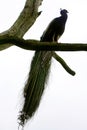 Peacock standing on tree branch Royalty Free Stock Photo