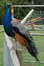 Peacock standing on wooden beam Royalty Free Stock Photo