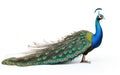 Peacock stands leaning beside a white isolated background