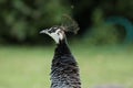 Peacock showing her crown