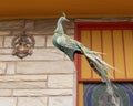 Peacock statue atop 1st floor of the Cosmic Cafe on Oak Lawn in Dallas, Texas.