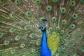 Peacock with stretched feathers, beautiful colorful bird, detail