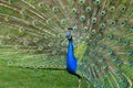 Peacock with stretched feathers, beautiful colorful bird, detail Royalty Free Stock Photo