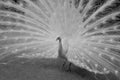 Peacock with stretched tail in black and white