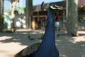 Peacock in Barcelona