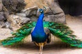 peacock struts his magnificent tail Royalty Free Stock Photo