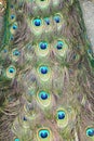 The peacock tail Royalty Free Stock Photo