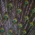 Peacock tail