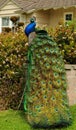 Peacock tail Royalty Free Stock Photo