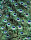 Peacock tail