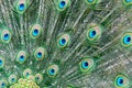 Peacock tail detail