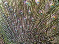peacock tail details
