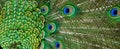 Peacock tail feather in detail Royalty Free Stock Photo