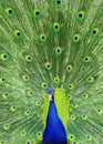 Peacock with tail feathers Royalty Free Stock Photo