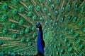 The peacock tail feathers