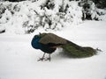 Peacock with tail on snow