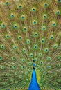 Peacock Tailfeathers