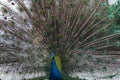 Peacock Tailfeathers Show Their Eyespots