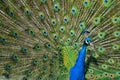 Peacock Tailfeathers