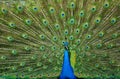 Peacock Tailfeathers