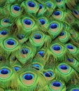 Peacock Tailfeathers