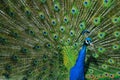 Peacock Tailfeathers