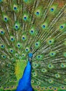 Peacock Tailfeathers