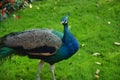 A peacock take a walk on the grassland