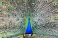 Pavo cristatus, peacock taken head on Royalty Free Stock Photo