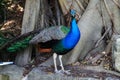 Peacock @ Taronga Zoo