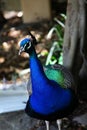 Peacock @ Taronga Zoo