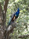 Peacock in tree Royalty Free Stock Photo