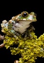 Peacock Tree Frog Royalty Free Stock Photo