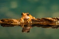 Peacock tree frog Leptopelis vermiculatus. Reflections in the water