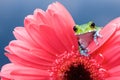 Peacock tree frog