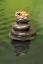 Peacock Tree Frog reflection in water