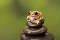 Peacock Tree Frog on rocks Royalty Free Stock Photo