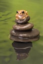 Peacock Tree Frog on stack of boulders