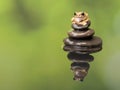 Peacock Tree Frog on zen stack Royalty Free Stock Photo