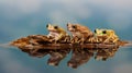 Peacock tree frogs