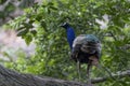 Peacock on the tree. Portrait of beautiful peacock. The Indian peafowl or blue peafowl Pavo cristatus. Natural Habitat