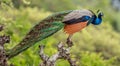 The Indian peafowl or blue peafowl. Pavo cristatus. Royalty Free Stock Photo