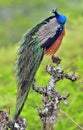 Peacock on the tree. Portrait of beautiful peacock . The Indian peafowl or blue peafowl Pavo cristatus. Royalty Free Stock Photo