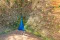 Peacock trying to impress female.peacock spreading its tail in the garden. peacock opened his beatiful colourful Royalty Free Stock Photo