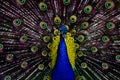 Peacock Royalty Free Stock Photo