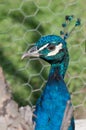 Peacock turned to the left on a green background Royalty Free Stock Photo