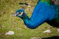 Peacock Up Close